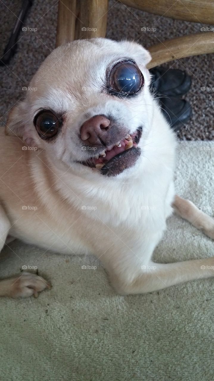 my sweet puppy. she may be as ugly as it gets but I still love her and her attitude!