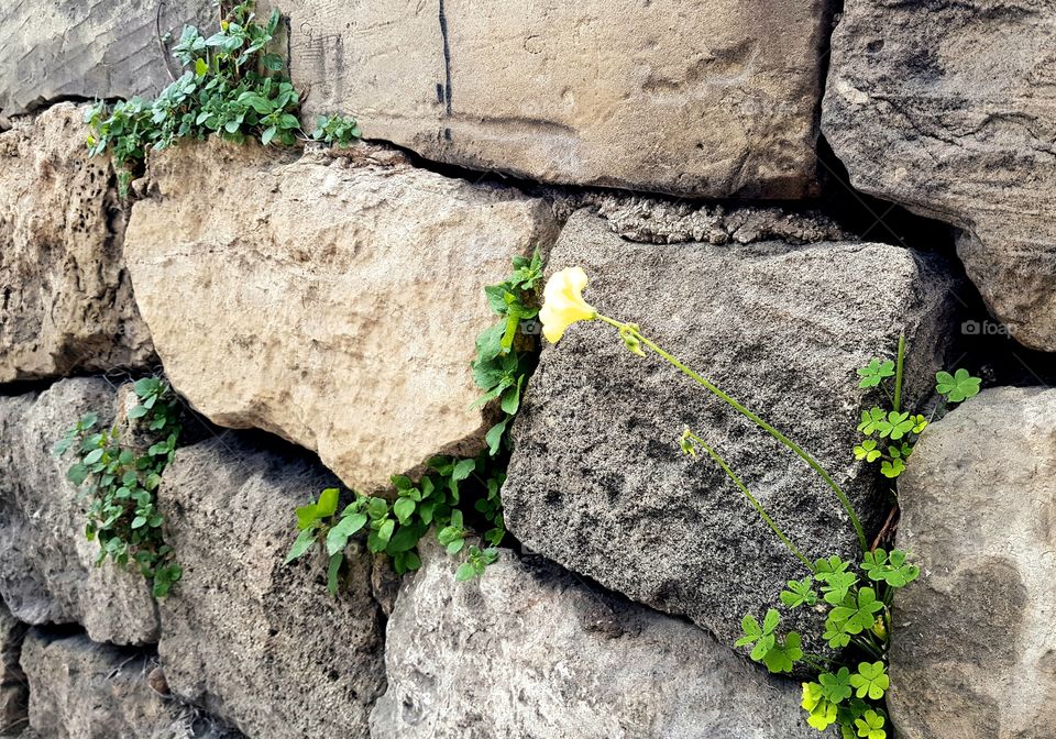 cape sorrel growing in a crack on the wall