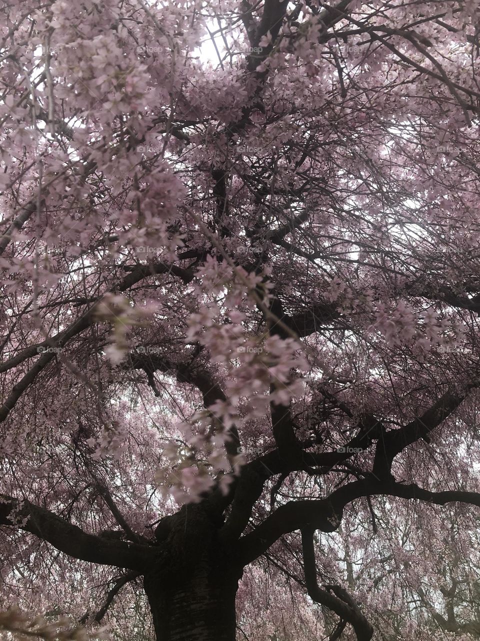 Cherry tree