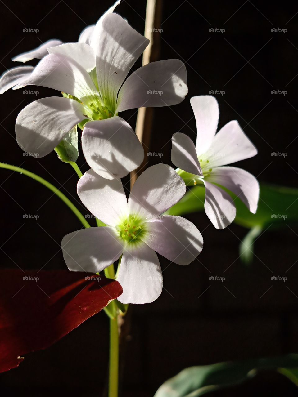 Flower, Nature, Leaf, No Person, Flora