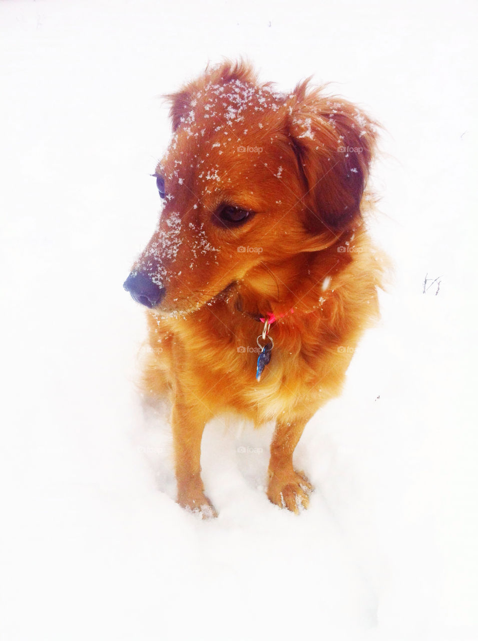 snow winter dog puppy by toddthehandguy