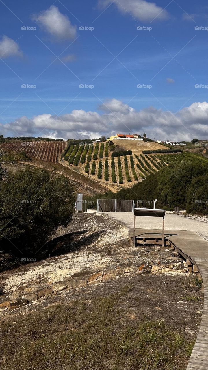 vineyards