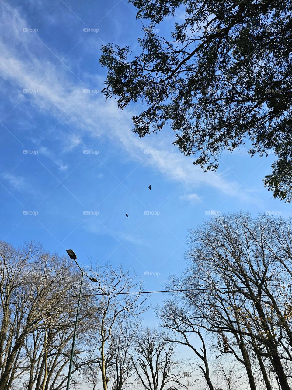 Trees without leaves,  a blue sky with a few white clouds,  some birds flying...a beautiful Fall day!