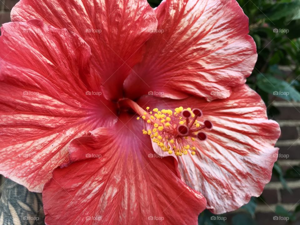 Hibiscus 2