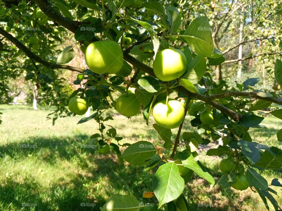 Apple tree