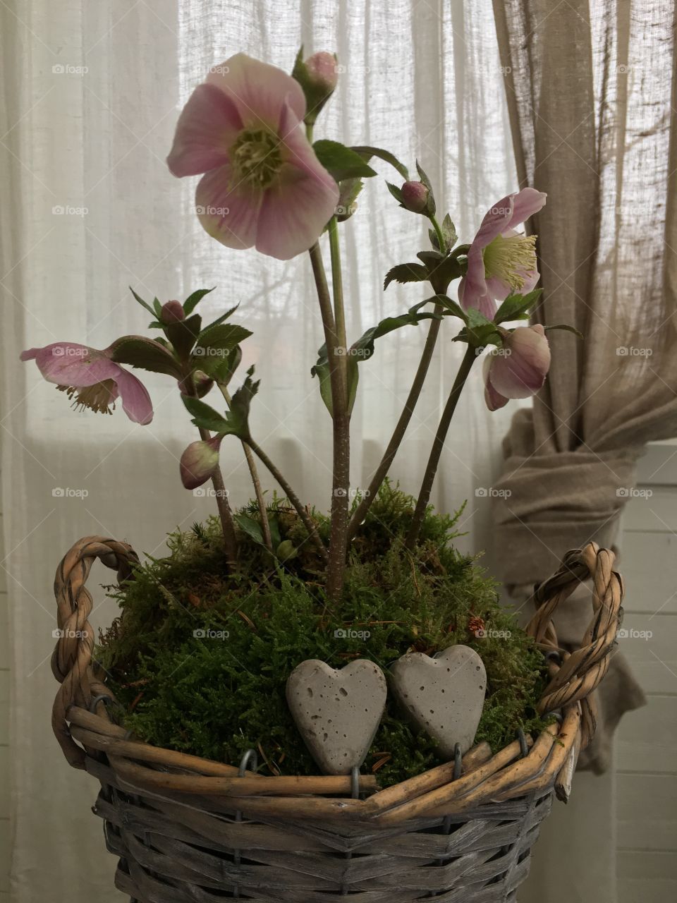 Helleborus Christmas rose 