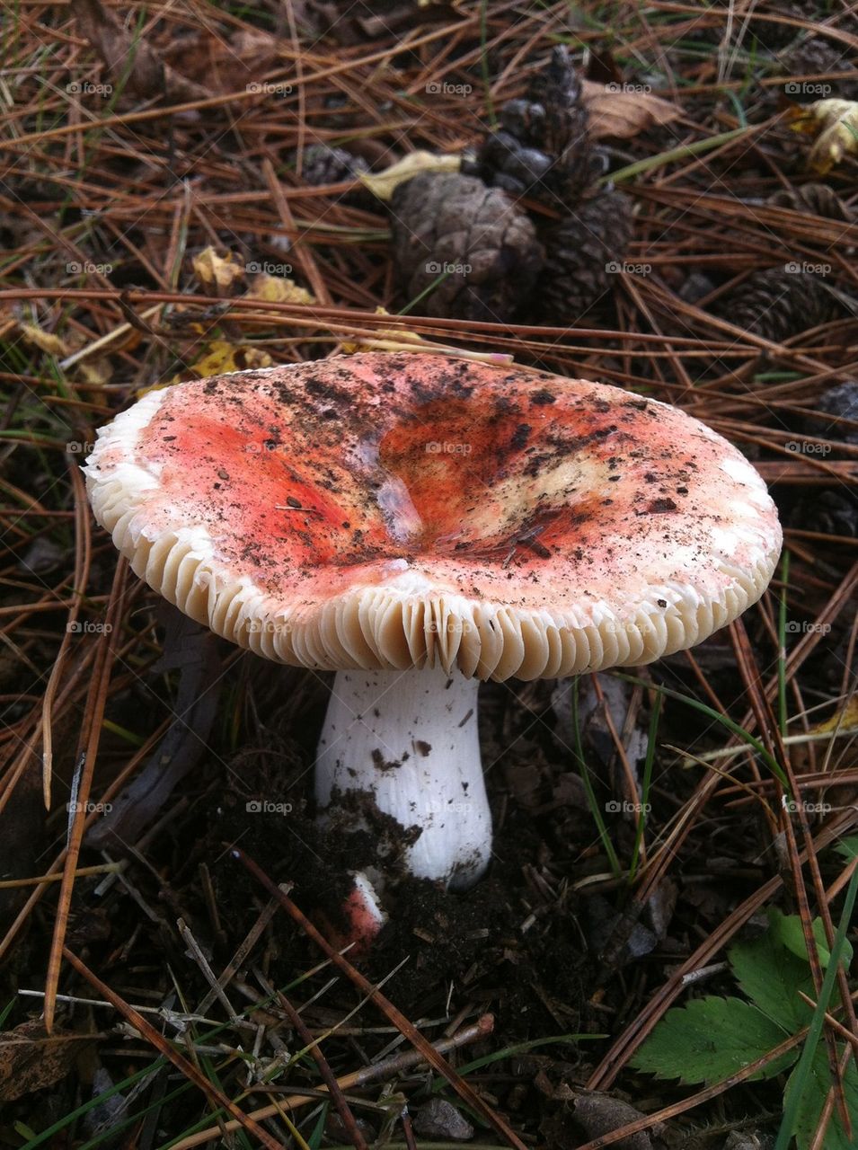 Red Mushroom in the pine needles