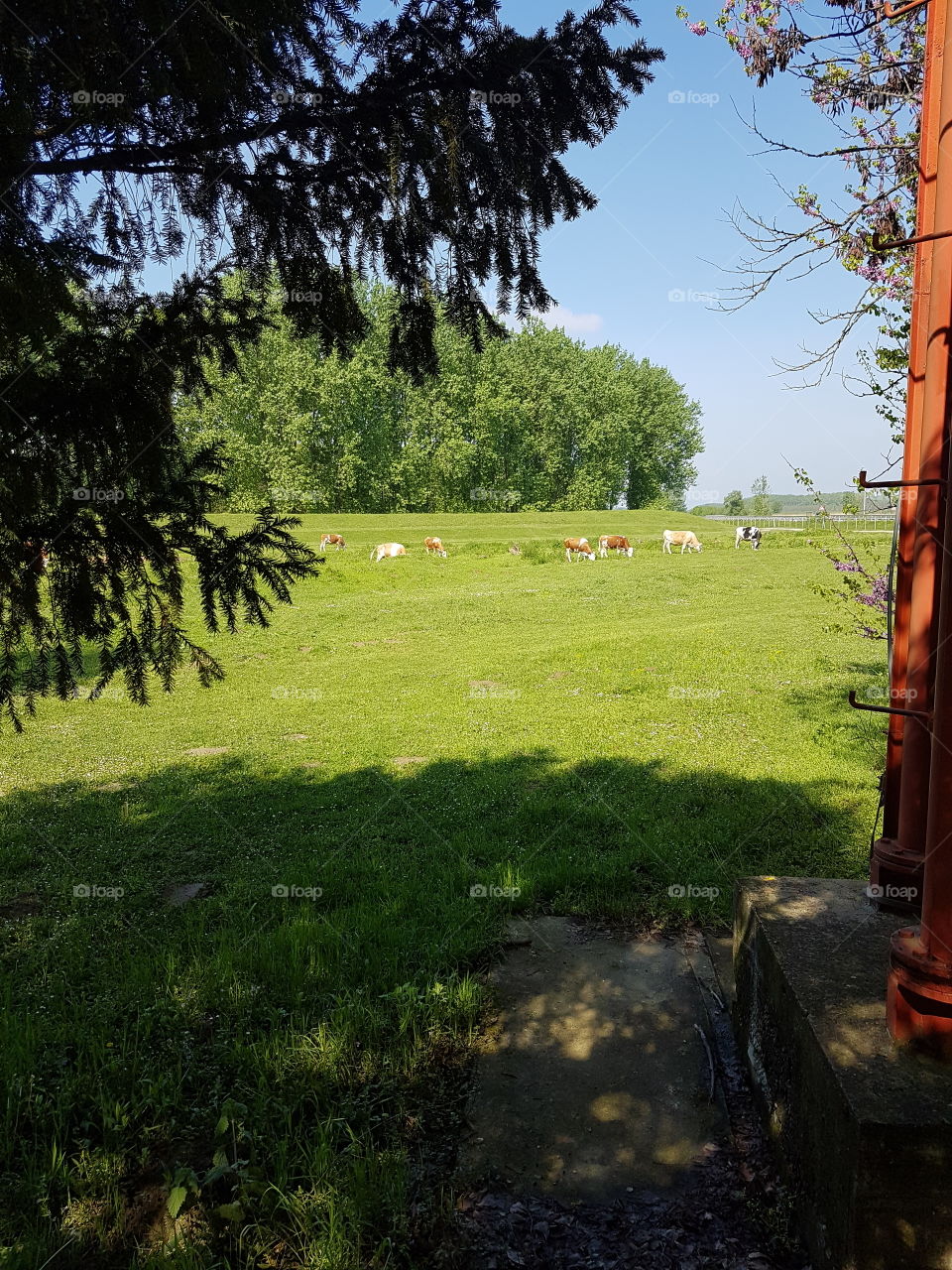 cows on meadow, pasture