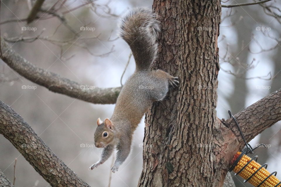 Winter play