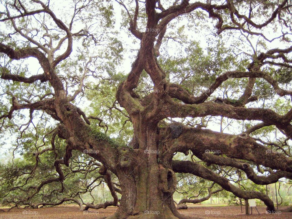 Oak tree at day