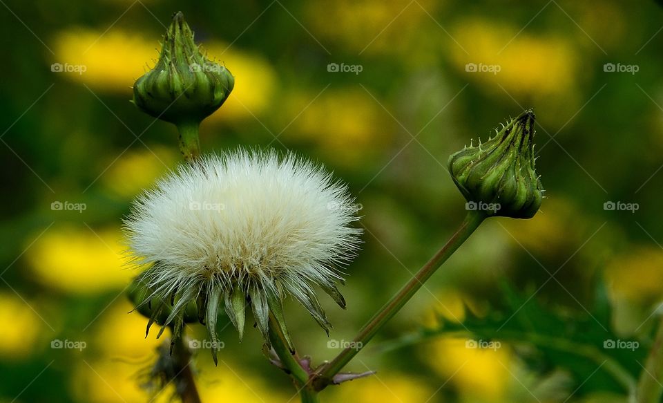 Close-up of dandelion flower