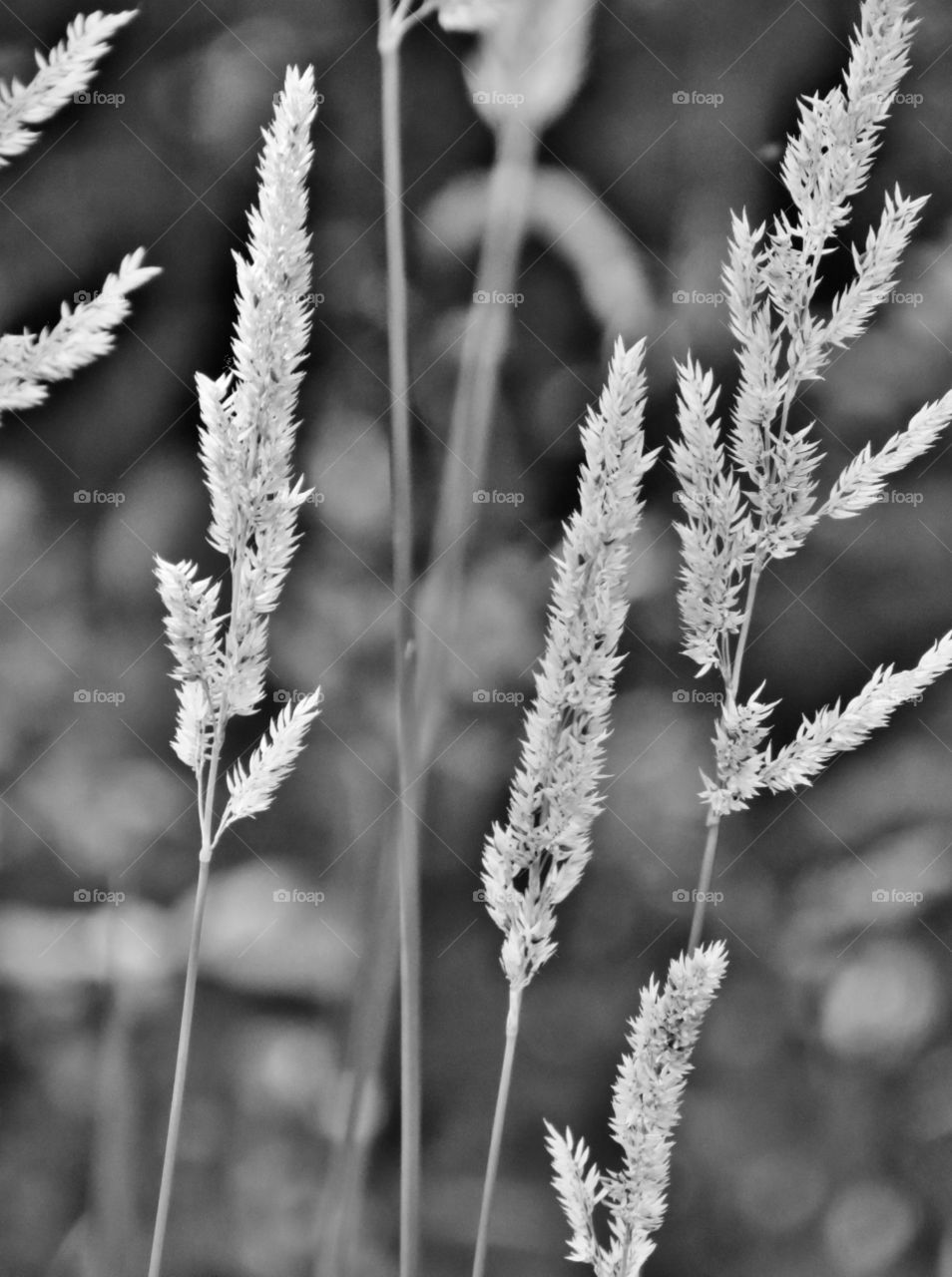 Tall grass. Tall grass