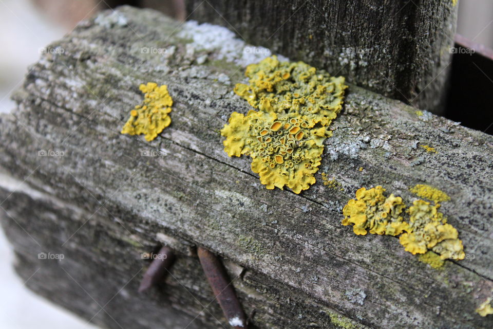 Macro of Moss and lichen on old rotten wood