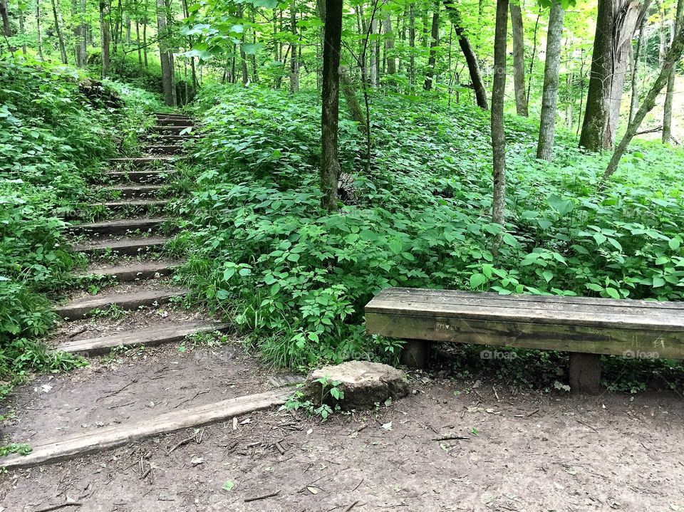Steps and staircases in forest