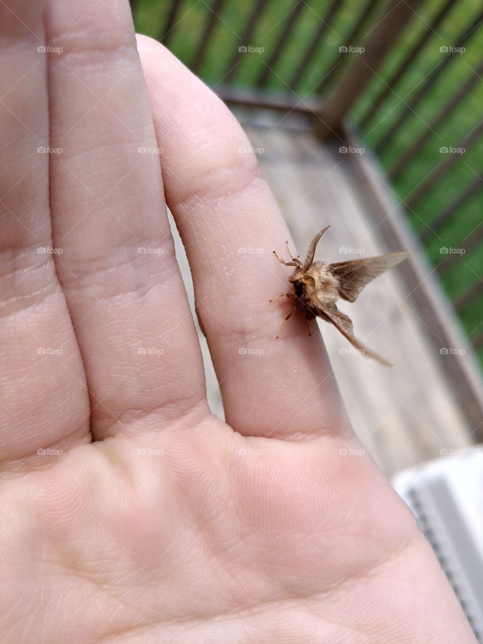 A little moth I found.