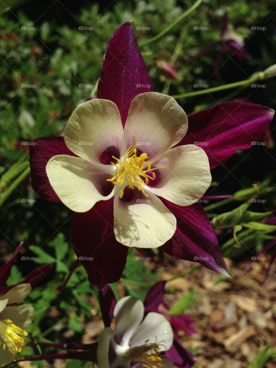 flowers plants nature flower by itsAus