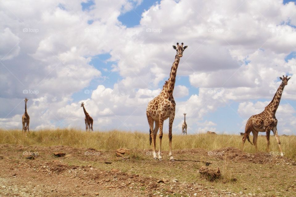 Valley of the Giraffes