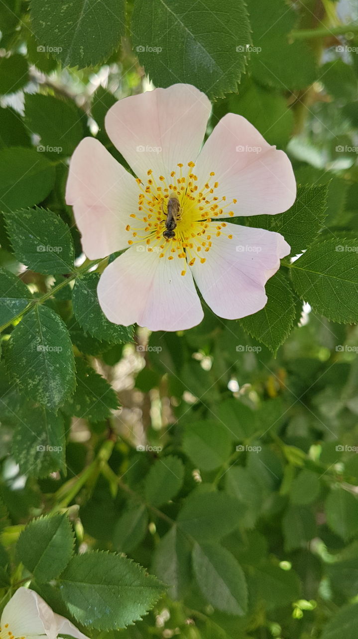 dog rose with the bug in the center