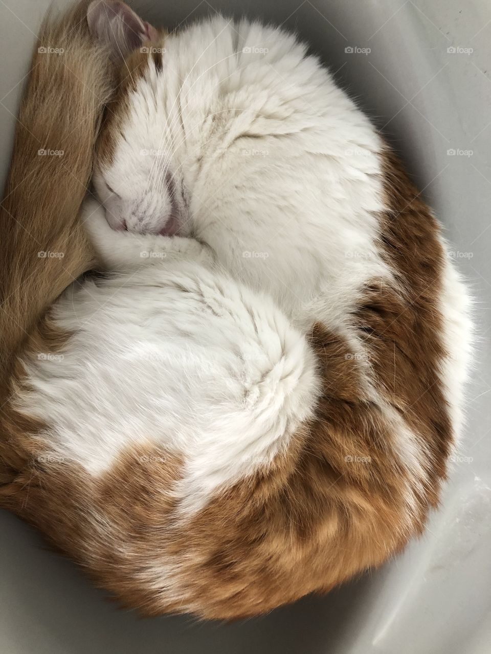 Cat sleeping tightly 