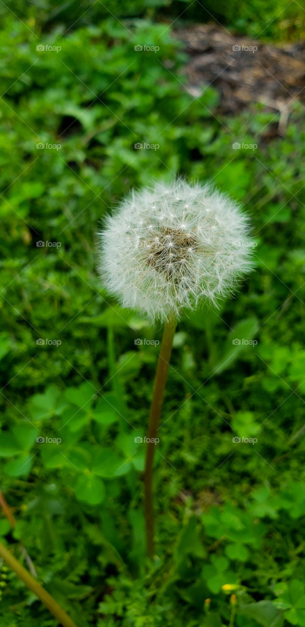 Dandelion