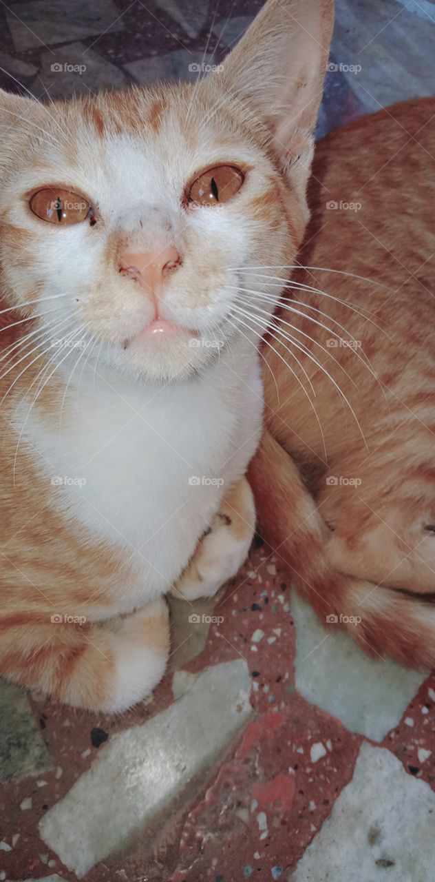 भारत के कैट