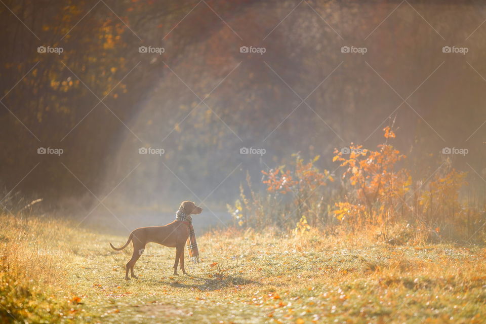 Hungarian Vizsla in wear at autumn park