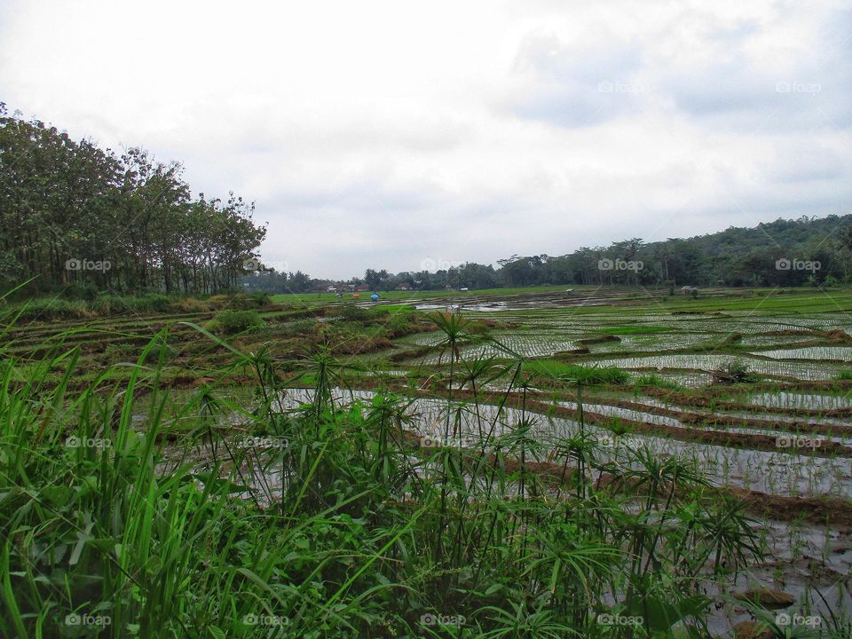 The view of the rice fields and the natural surroundings is beautiful