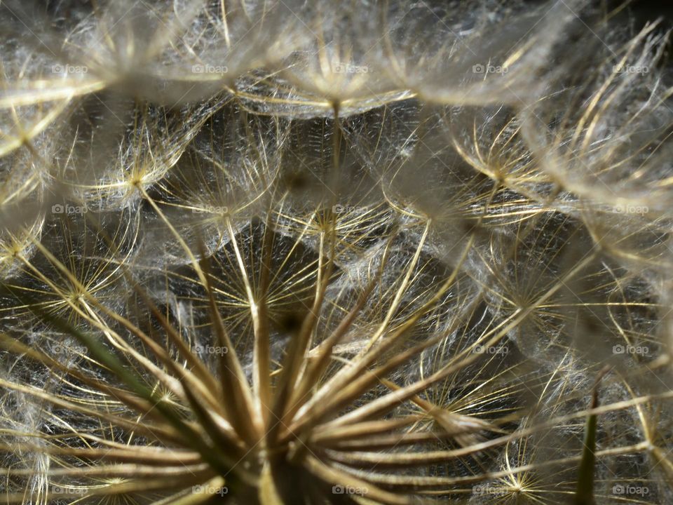 golden brown dandelion
