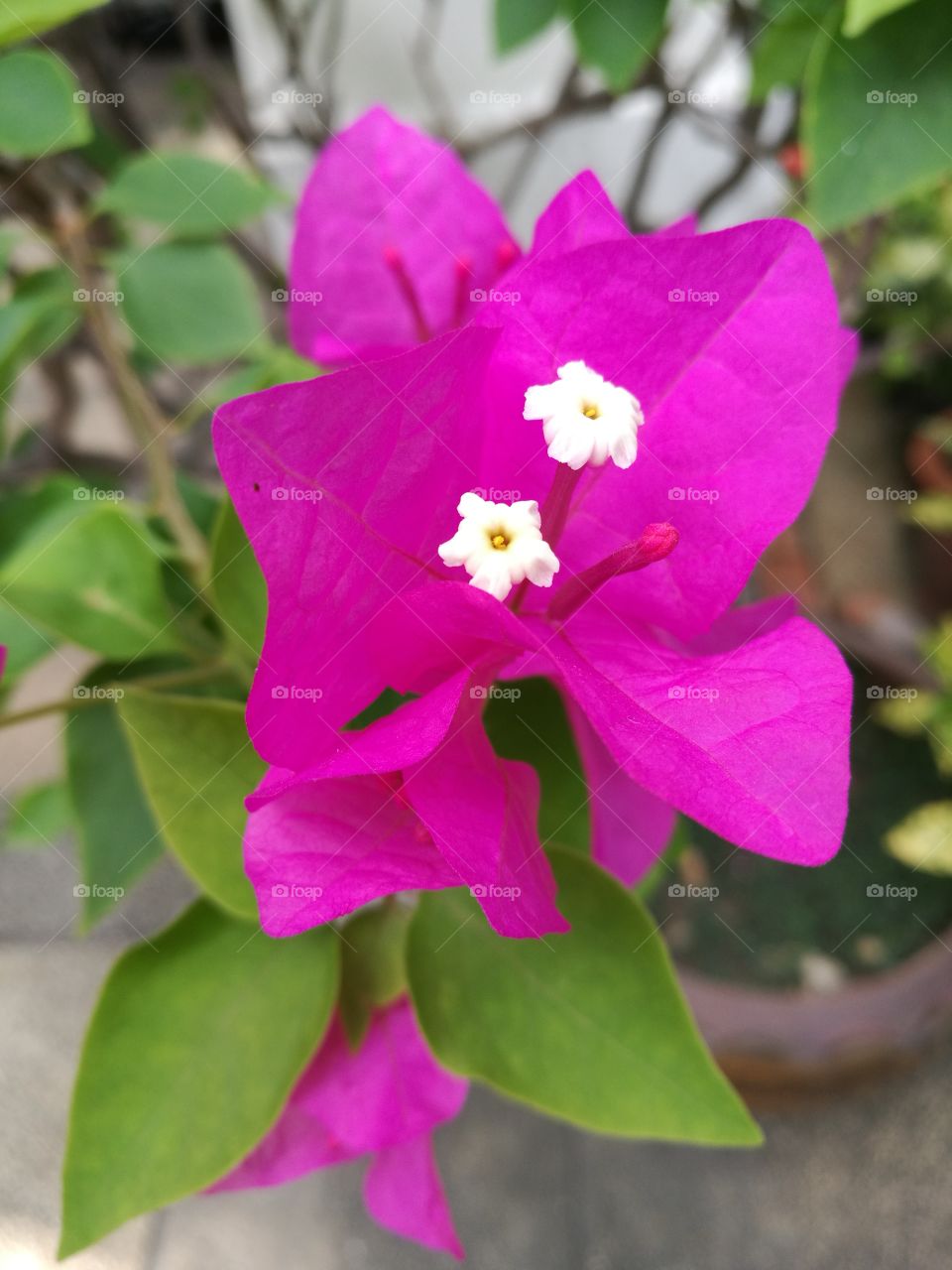 Closeup of pink bougainvillea with tiny white flowers.