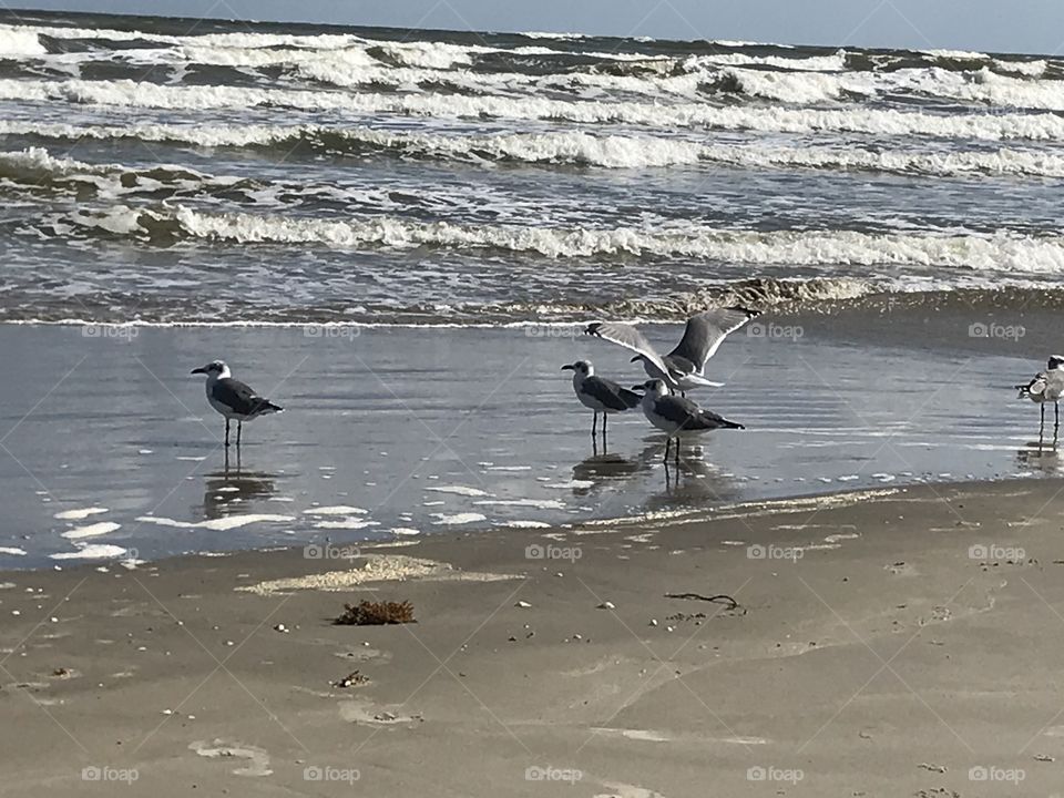 Galveston