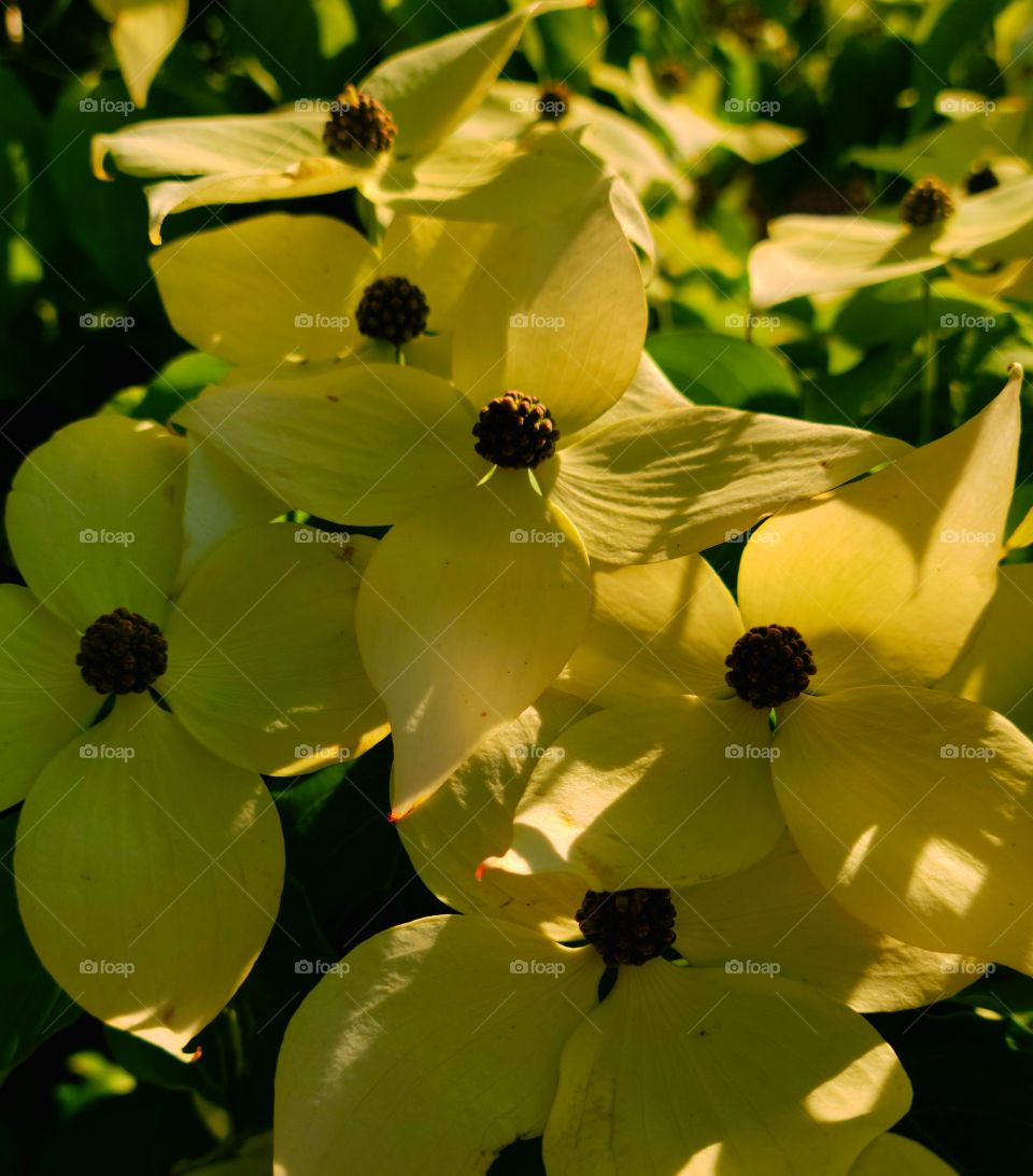 little cream white dogwood tree blossoms