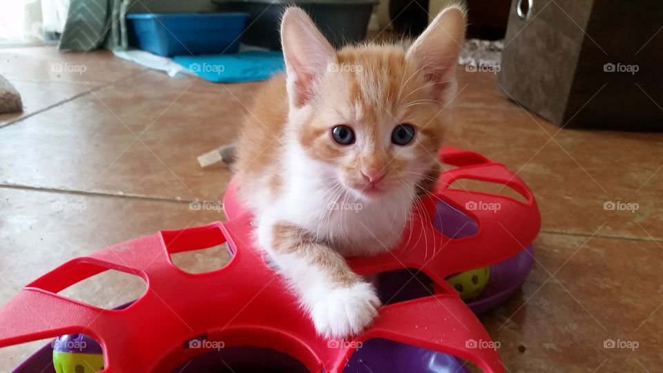 An orange and white kitten sitting on a toy