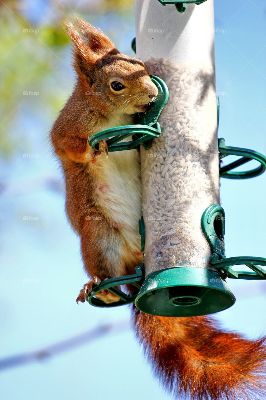 Close-up of squirrel hanging on bird feeder