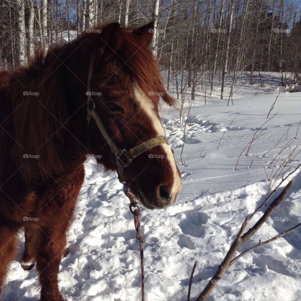 Pony In The Snow