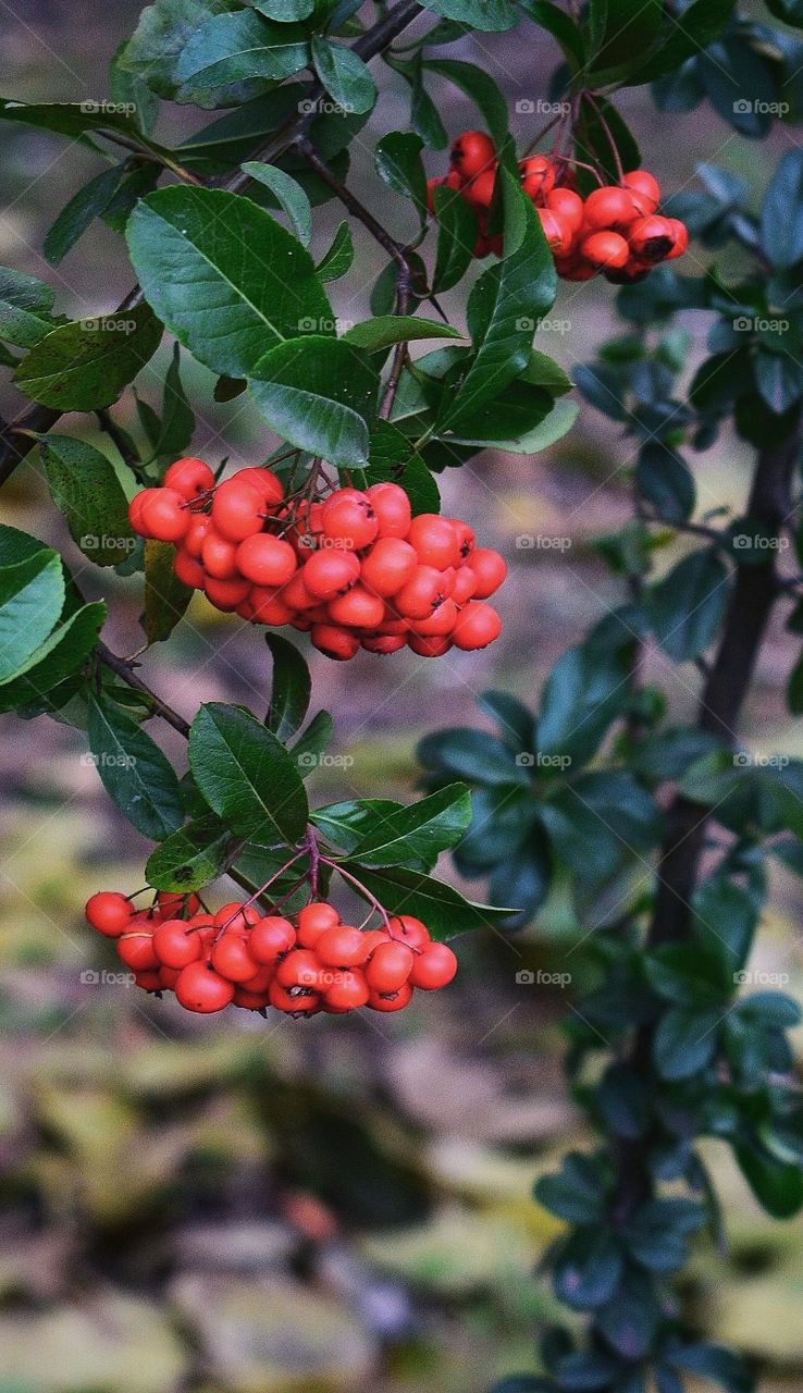 Red berries