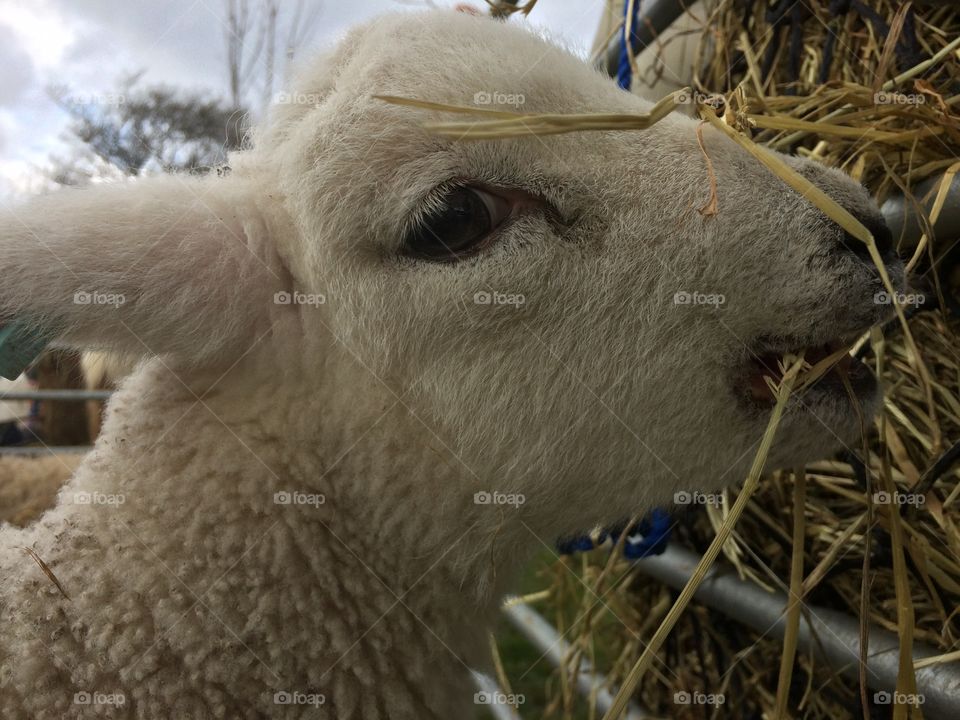 A lamb eats straw in wales. 