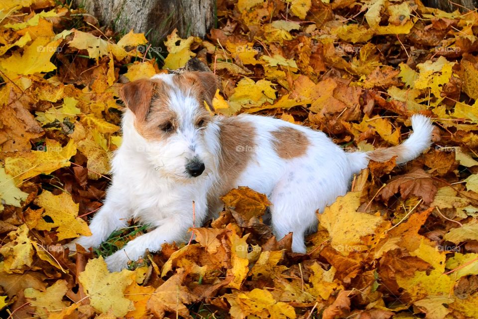 Dog laying in autumn leaves