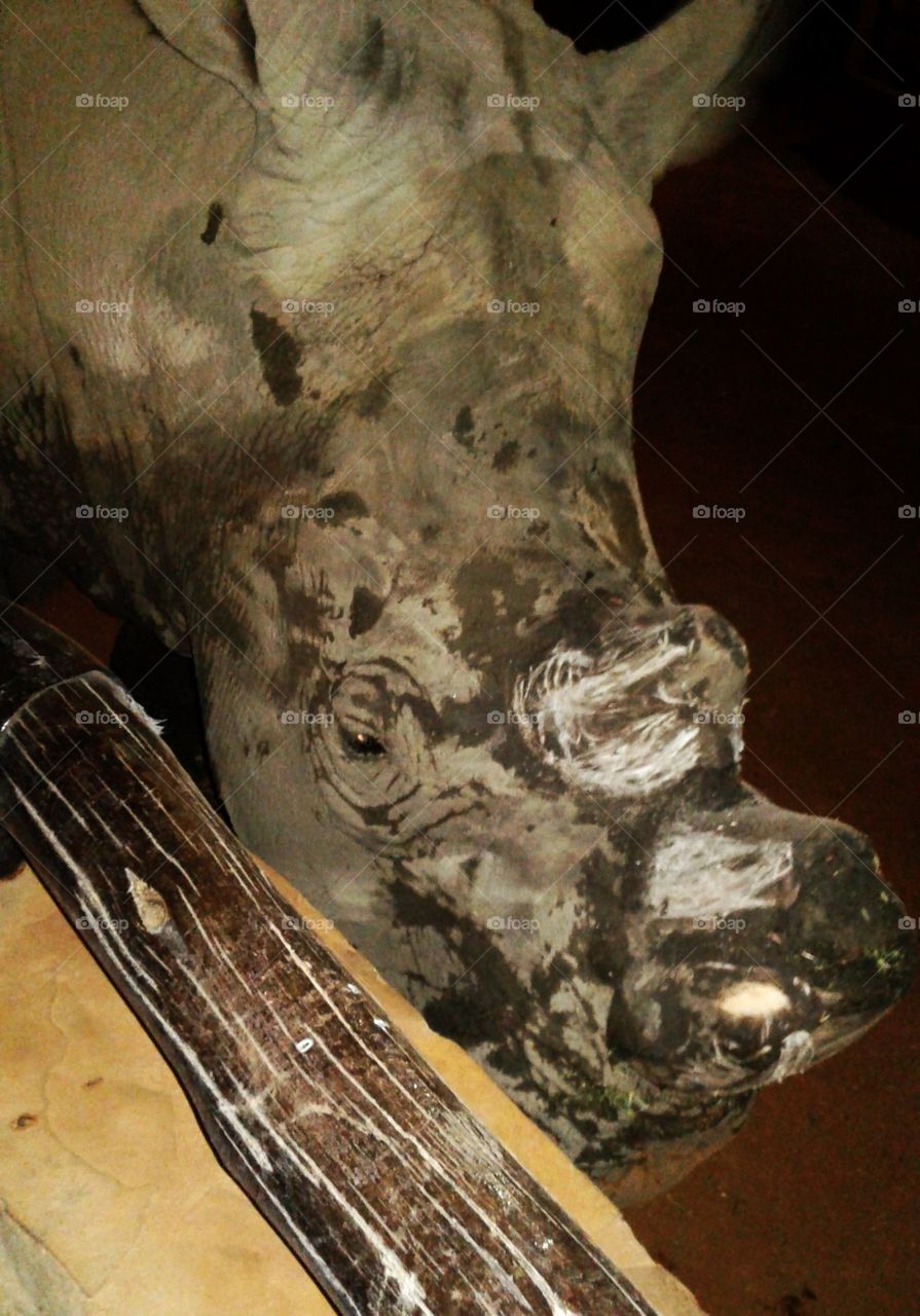 Rhino after playing in mud