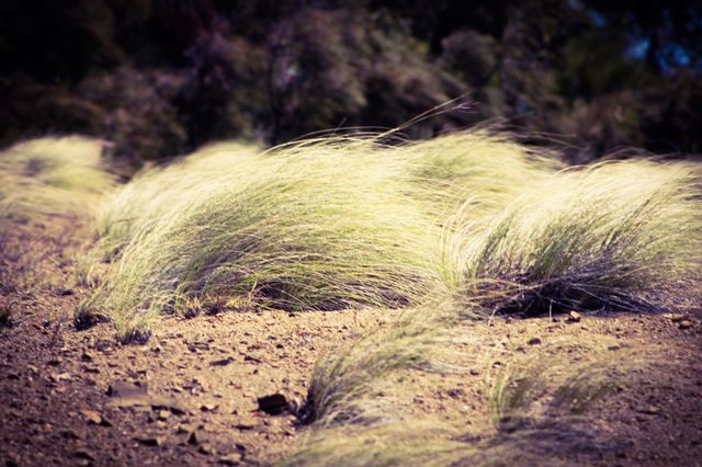 Hairy Grass 