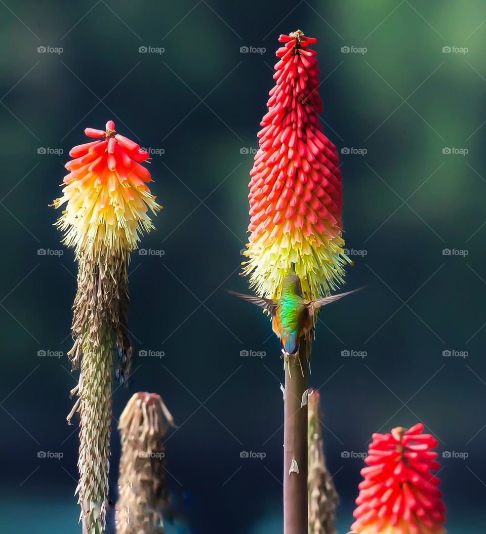 Anna’s hummingbird sipping from a colorful hot poker plant