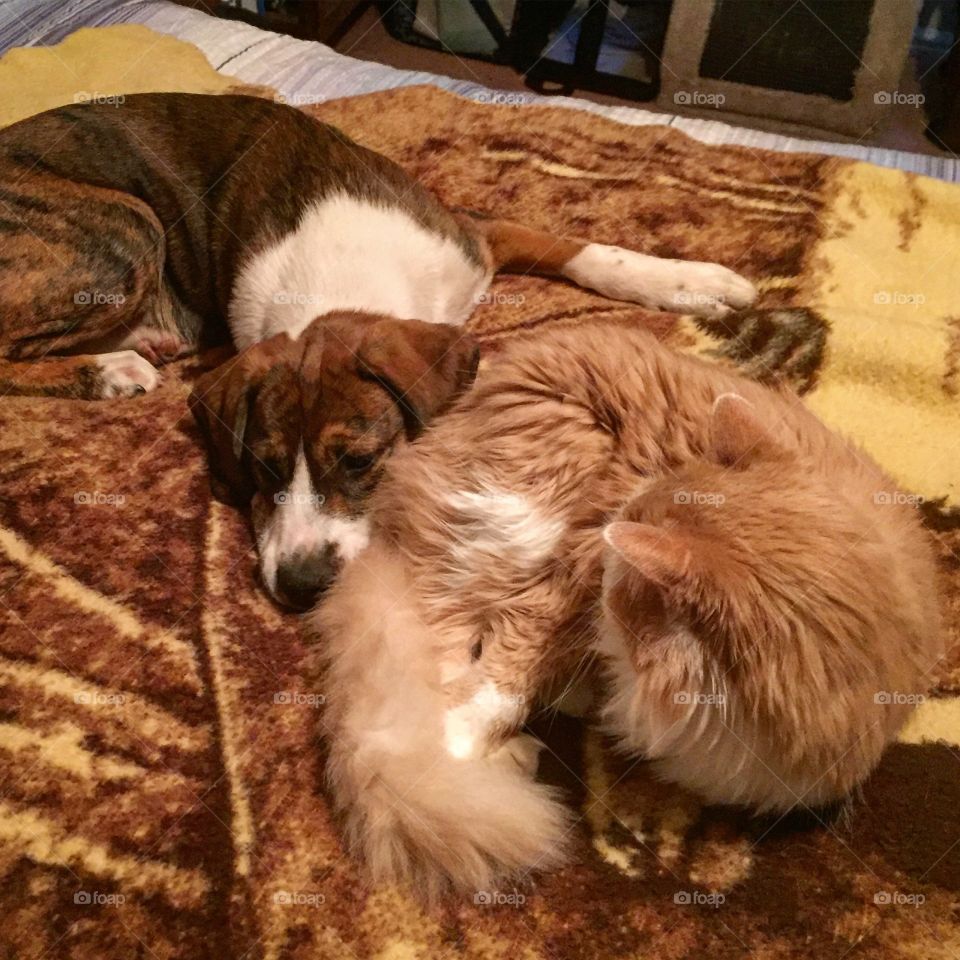 Gonzo and Gobo love to snuggle, just proving the truth about cats and dogs 