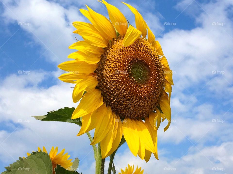 Sun with Sunflower