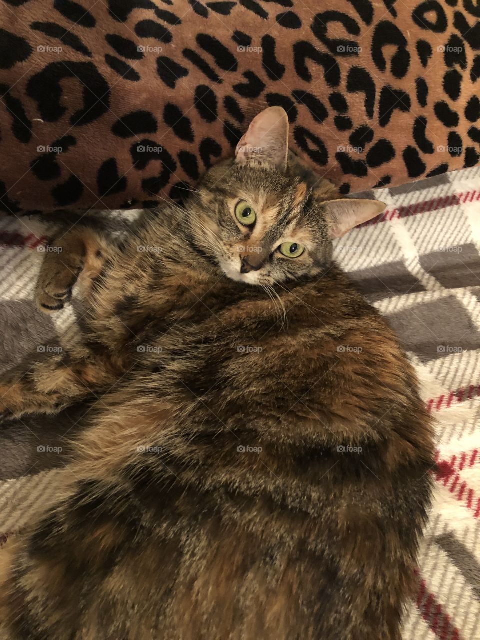 Kitty cat little Tiger 