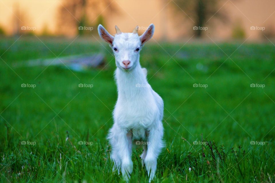 portrait of a baby goat