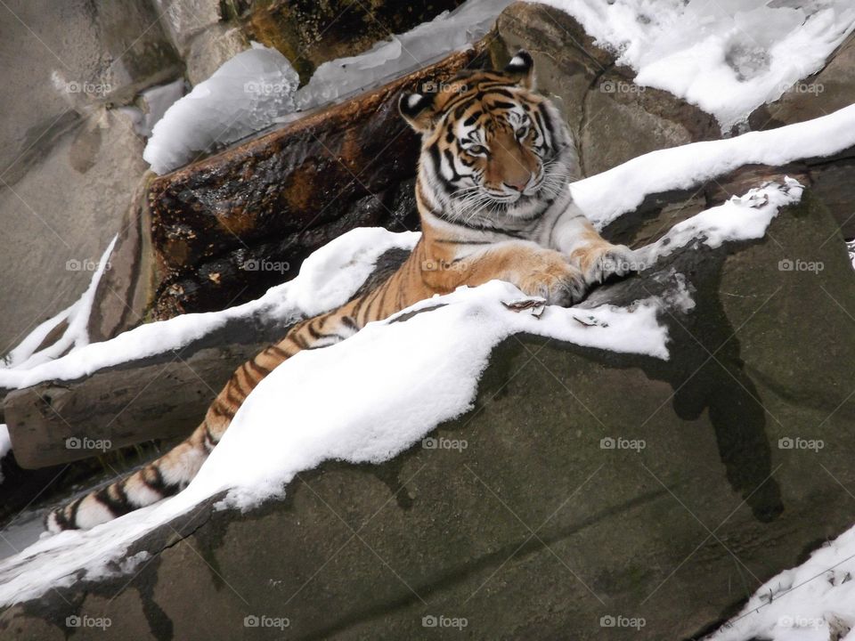 Tiger in the Snow. Tiger in the Snow at Cleveland Metroparks Zoo