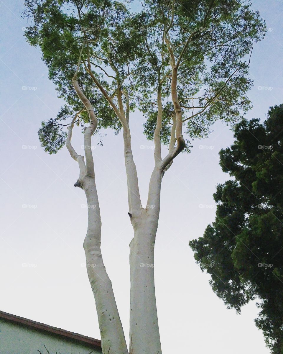 Eucalyptus tree.  Tall and fragrant. Smell of the Eucalyptus oil floating in the air. Making the evening stroll a pleasant one. 