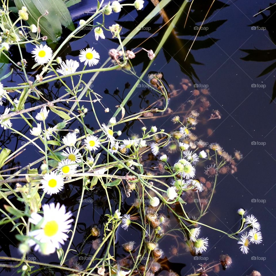 white  meadow  flowers  partially submerged in water