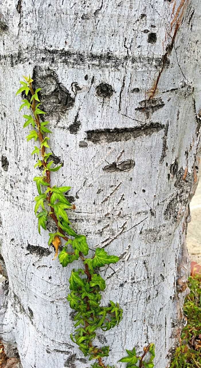 Close-up of a tree trunk