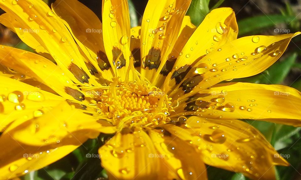 wet flower