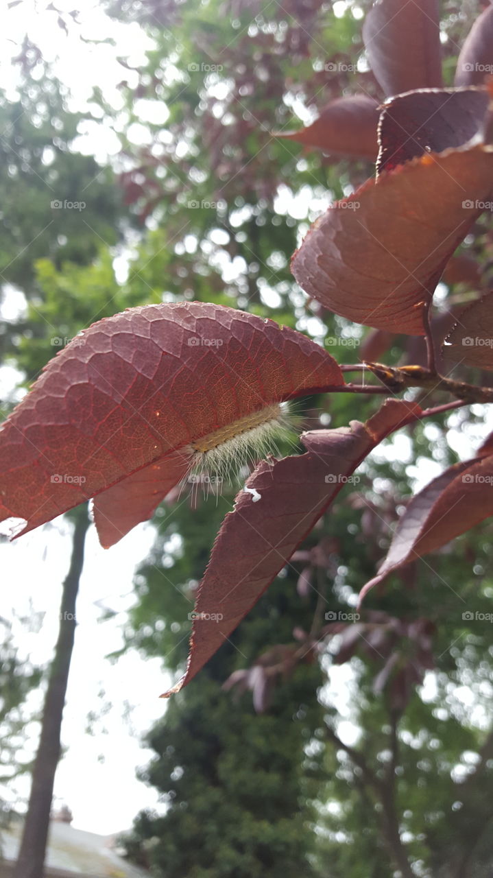 caterpillar hiding from the rain in a tree...